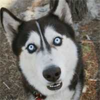 Lord-James-Wolf